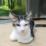 บรรยากาศ Catz Cafe