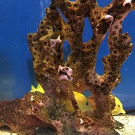 わくわく海中水族館シードーナツ