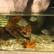 わくわく海中水族館シードーナツ