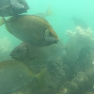 わくわく海中水族館シードーナツ