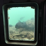 わくわく海中水族館シードーナツ