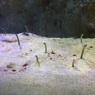 わくわく海中水族館シードーナツ