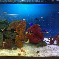 わくわく海中水族館シードーナツ