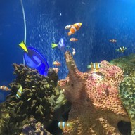 わくわく海中水族館シードーナツ