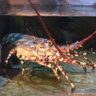 わくわく海中水族館シードーナツ