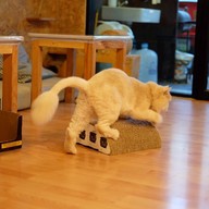 Catmosphere Cat Café  เชียงใหม่