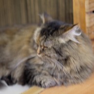 Catmosphere Cat Café  เชียงใหม่