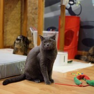 Catmosphere Cat Café  เชียงใหม่