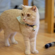 Catmosphere Cat Café  เชียงใหม่