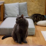 Catmosphere Cat Café  เชียงใหม่