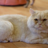 Catmosphere Cat Café  เชียงใหม่