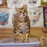 Catmosphere Cat Café  เชียงใหม่