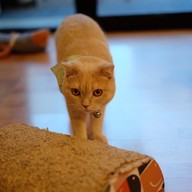 Catmosphere Cat Café  เชียงใหม่