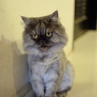 Catmosphere Cat Café  เชียงใหม่