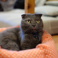 Catmosphere Cat Café  เชียงใหม่