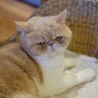 Catmosphere Cat Café  เชียงใหม่