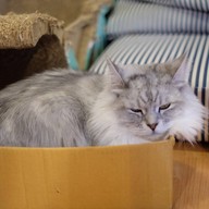 Catmosphere Cat Café  เชียงใหม่