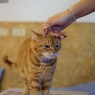 Catmosphere Cat Café  เชียงใหม่