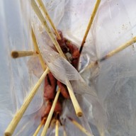 หมูปิ้งจิ๋ว สันติธรรม