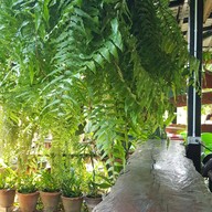 ร้านกะเพรากรอบ