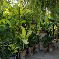 ร้านกะเพรากรอบ