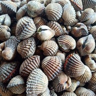 N.K.ปูทะเล เอกชัยบางบอน เอกชัยบางบอน