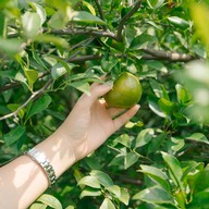 บรรยากาศ สวนส้มบางมด ผู้ใหญ่ชาติ