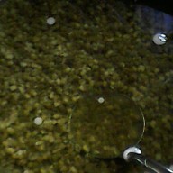 เมนูของร้าน ป้าแมด