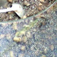 เมนูของร้าน ป้าแมด