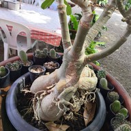 บรรยากาศ ก๋วยเตี๋ยวหมูแม่เมาะ