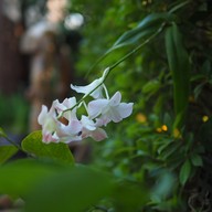 บ้านมะขวิด