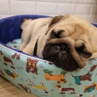 The Wrinkles Pug House สามย่าน