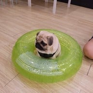The Wrinkles Pug House สามย่าน