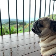 ม่อนชาพาเพลิน