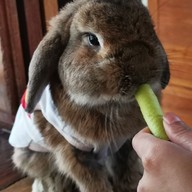 Rabbit Cafe Pai