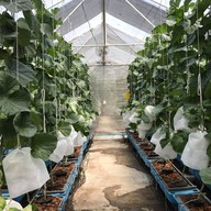 บรรยากาศ บางหว้าเมล่อน