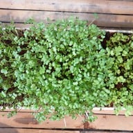 บรรยากาศ ฟาร์มลุงรีย์