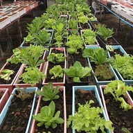 บรรยากาศ บางหว้าเมล่อน