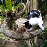 เดอวา Deva Bamboo Café