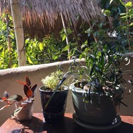 บรรยากาศ เดอวา Deva Bamboo Café