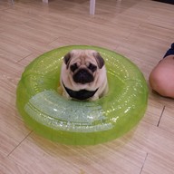 บรรยากาศ The Wrinkles Pug House สามย่าน
