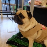 บรรยากาศ The Wrinkles Pug House สามย่าน