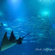 Oceanário de Lisboa