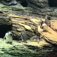 Oceanário de Lisboa