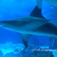 Oceanário de Lisboa