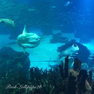 Oceanário de Lisboa