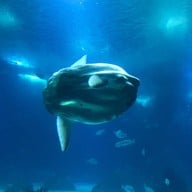 Oceanário de Lisboa