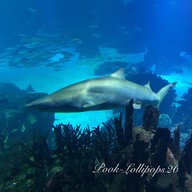 Oceanário de Lisboa