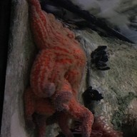 Oceanário de Lisboa