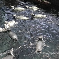 Oceanário de Lisboa